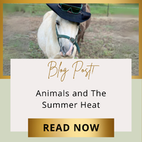 Animals and the Summer Heat